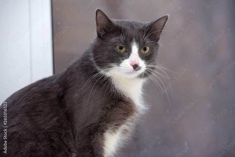 gray with white  cat portrait