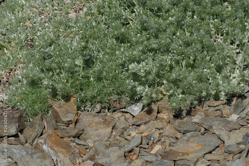 wild absinth shrub