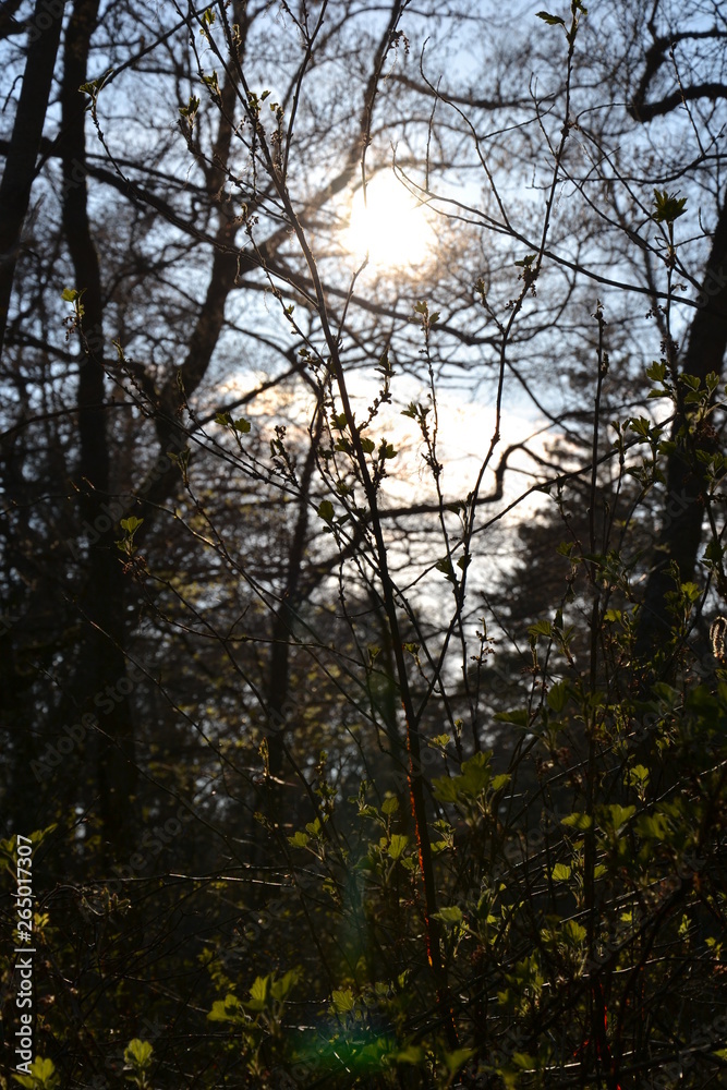 Spring forest of Curonian spit Spring forest of Curonian spit