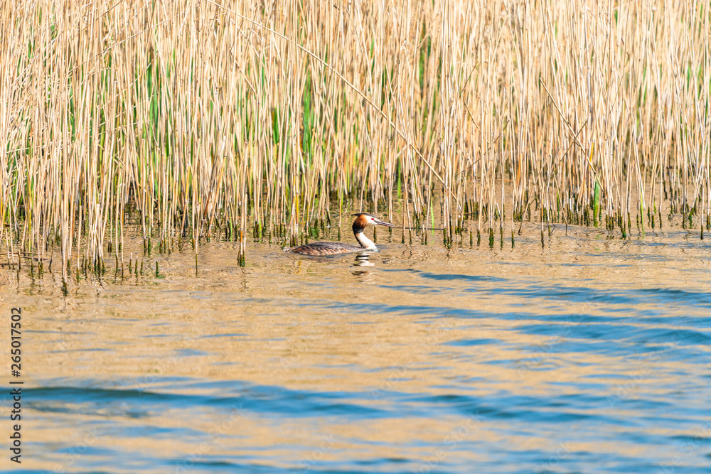 Great Crested Grebe (Podiceps cristatus) on a lake - selective focus Great Crested Grebe (Podiceps cristatus) on a lake - selective focus