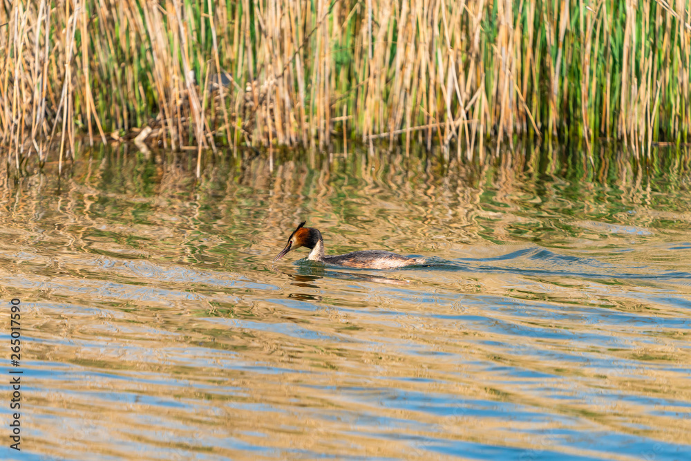 Great Crested Grebe (Podiceps cristatus) on a lake - selective focus Great Crested Grebe (Podiceps cristatus) on a lake - selective focus