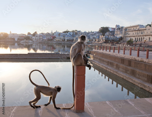 Gray langurs or Hanuman langurs on the Varaha ghat in Pushkar, India photo