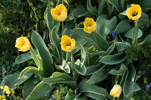 Tulpen