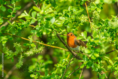 Robin (Erithacus rubecula) perched on a branch