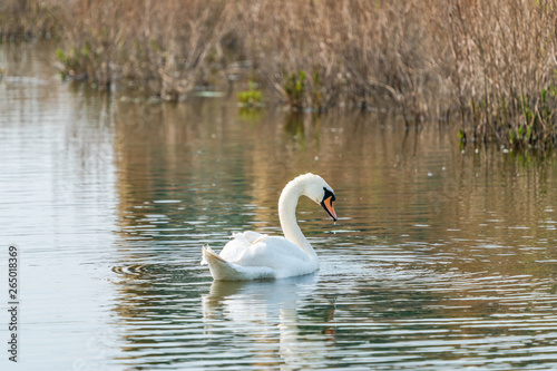 White  mute  swan  Cygnus olor  on a lake