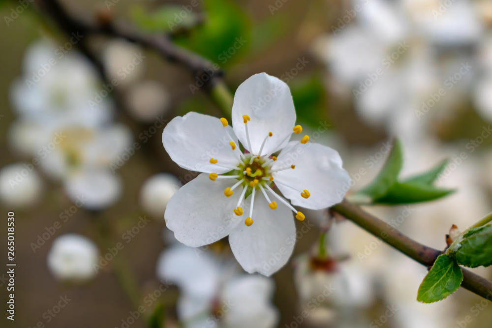 flowering flowering trees in spring white flowers flowering flowering trees in spring white flowers