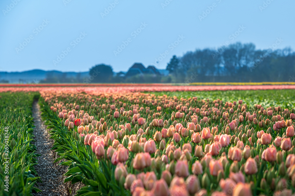 rows of pink tulips on a field
