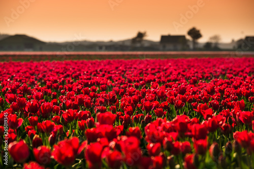 field of tulips and a traditional house in sunset