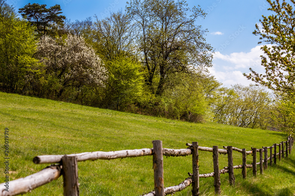 Fototapeta premium Spring fresh landscape