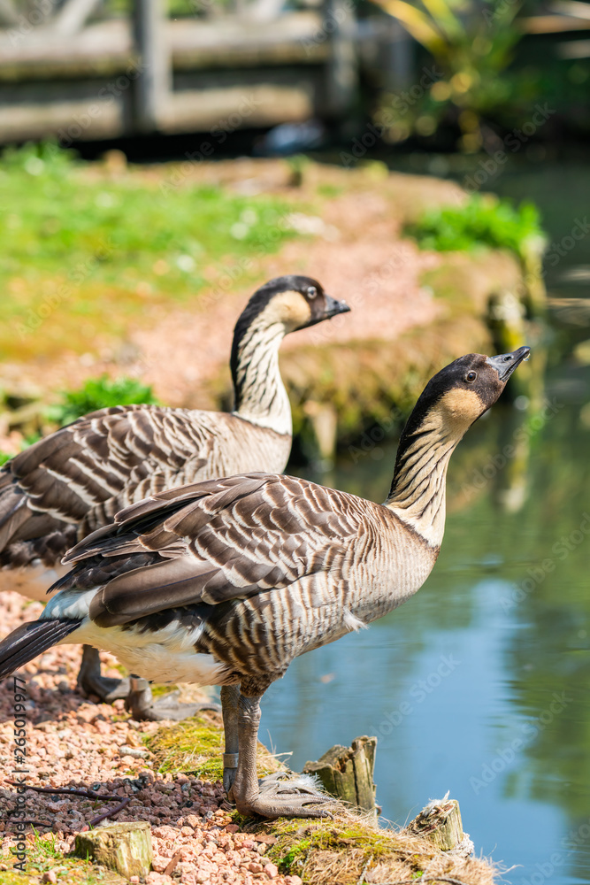 Hawaiian geese - also known as Nene (Branta sandvicensis) - standing on the shore of the lake - closeup with selective focus Hawaiian geese - also known as Nene (Branta sandvicensis) - standing on the shore of the lake - closeup with selective focus