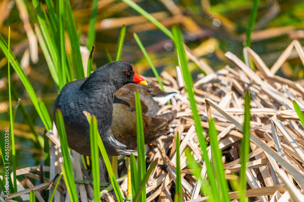 Common moorhen (Gallinula chloropus) on a nest in reeds by a lake - closeup with selective focus Common moorhen (Gallinula chloropus) on a nest in reeds by a lake - closeup with selective focus