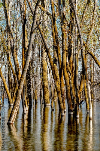 Forest trees flooded by high water in the spring time