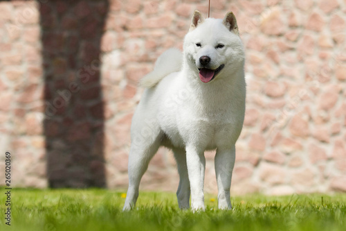 hokkaido dog for a walk