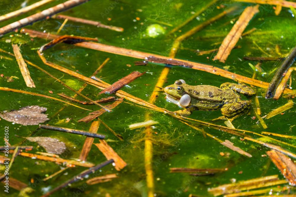 Marsh frog (Pelophylax ridibundus) sitting in a pond croaking with inflated  vocal sacs - clsoeup with selective focus Stock Photo | Adobe Stock