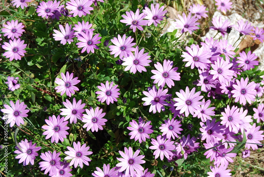 Beautiful Lilac Flowers, Floral Portrait Beautiful Lilac Flowers, Floral Portrait