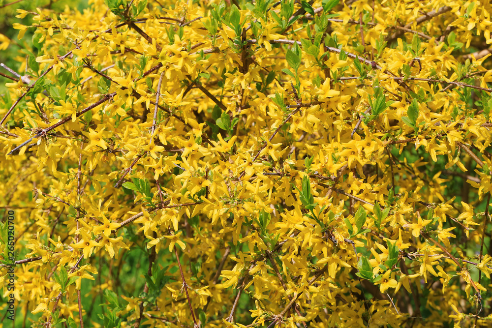 Forsythia blooming background Forsythia blooming background