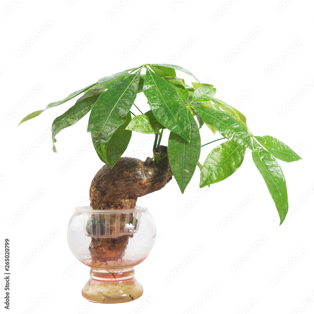 Foto Potted