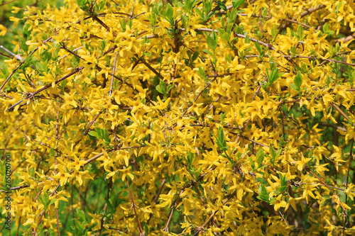 Forsythia blooming background