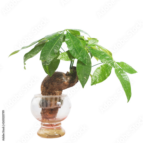 Foto Potted