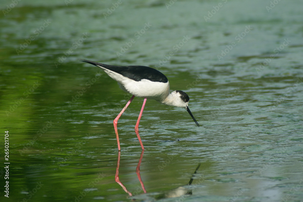 Italian knight bird in a lake with reflection Italian knight bird in a lake with reflection