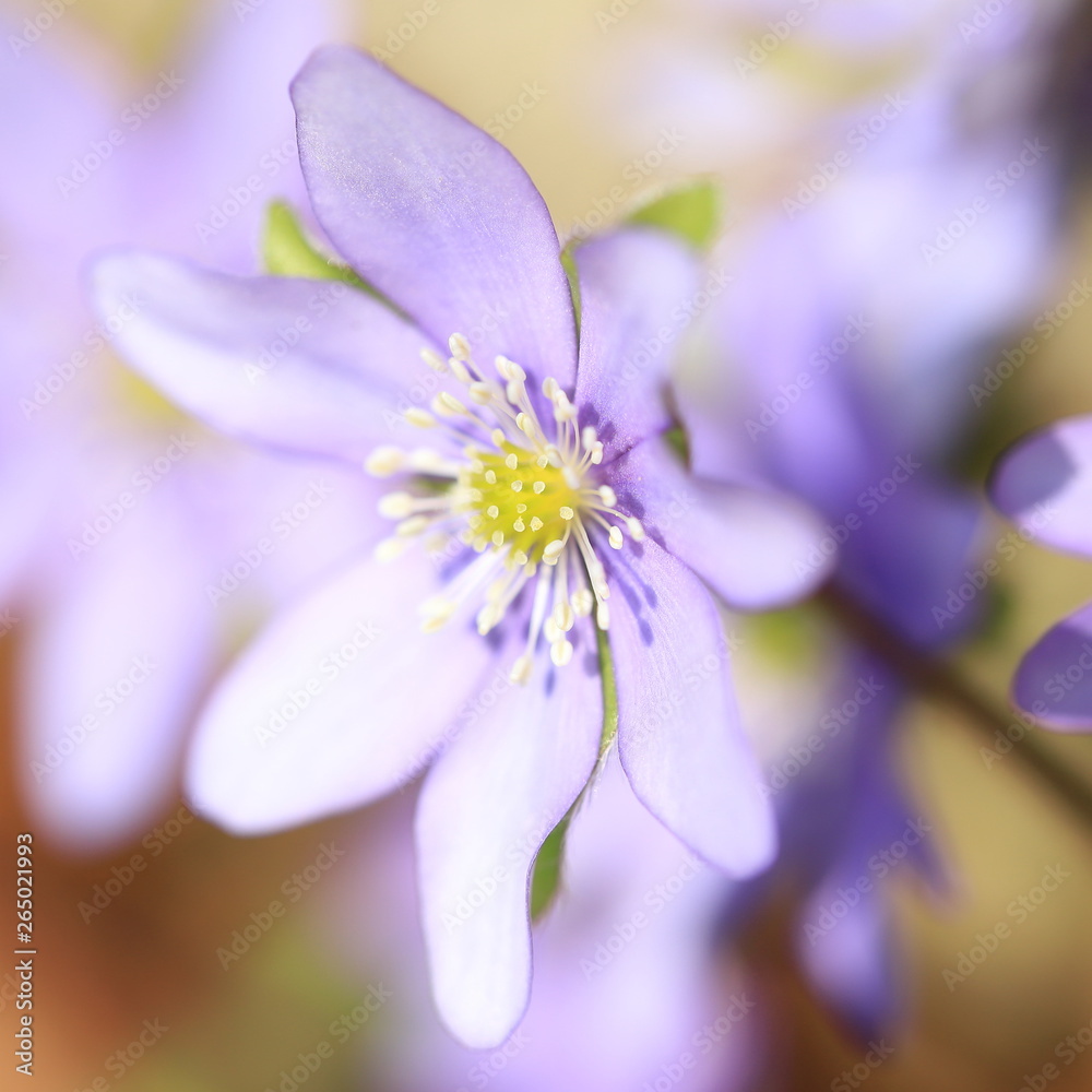 Φωτογραφία stamen and pistil of flower of  liverleaf in spring, Hepatica nobilis specie