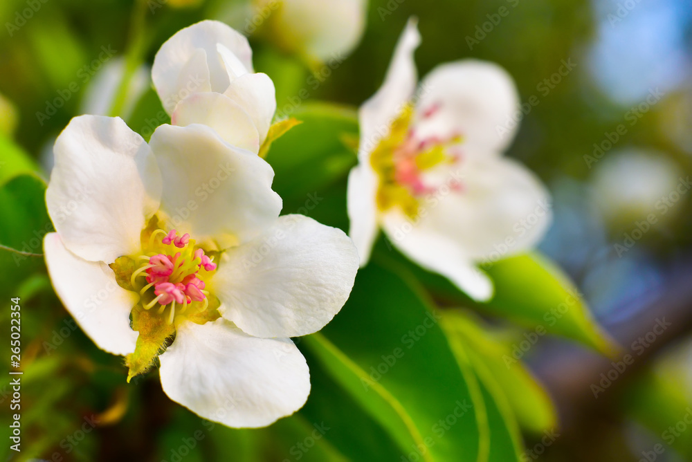 Macro image of white flowers, natural garden, springtime. Macro image of white flowers, natural garden, springtime.