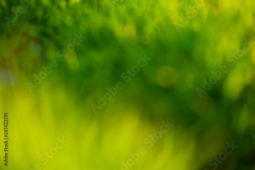 Blur green background, summer time.
