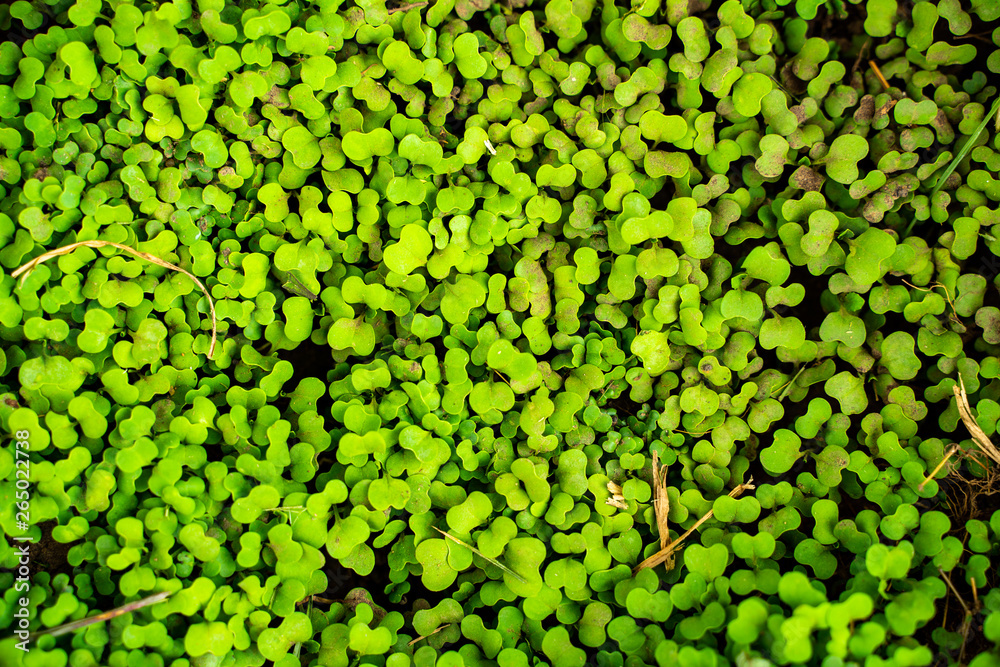 Many small green leaves Many small green leaves