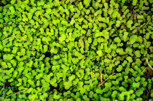 Many small green leaves