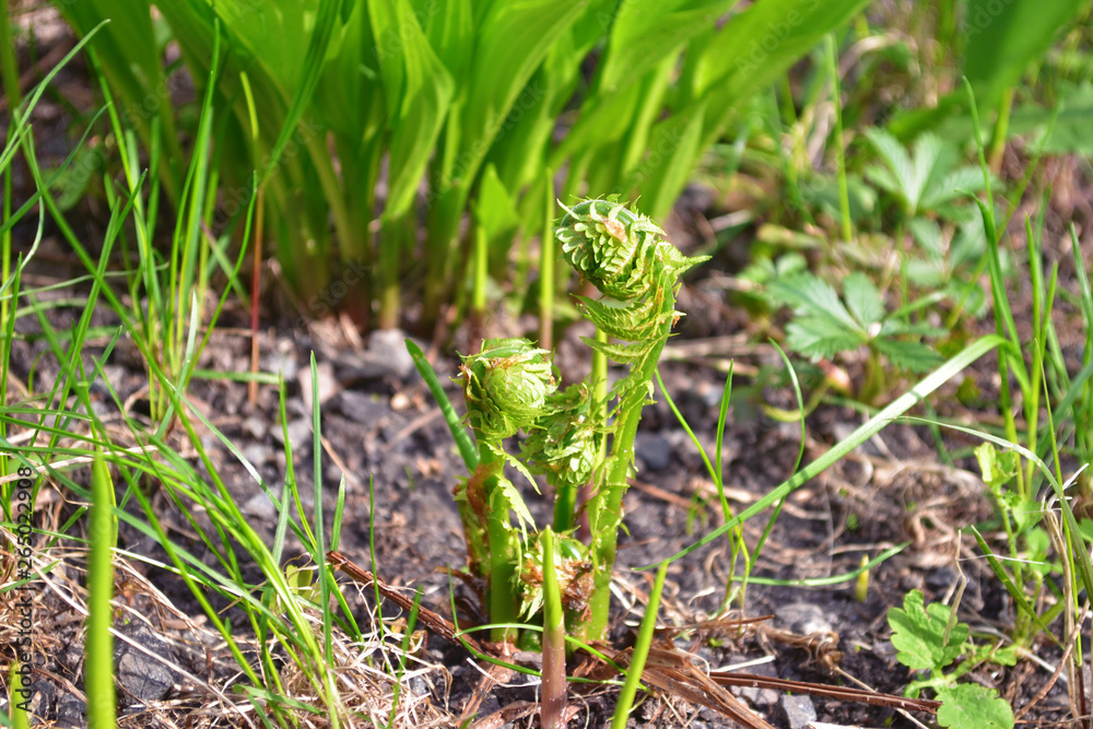 Obraz premium Young fern sprouts on the ground among other plants, in the spring