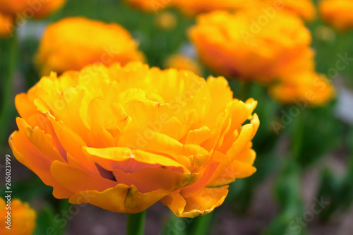 Yellow flowers on a bed of tulips