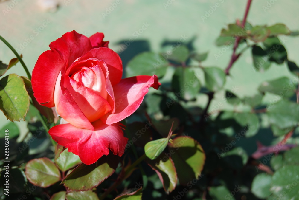 Red Roses, Garden Floral Portrait