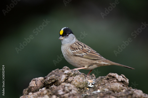 Male Golden-Crowned Sparrow (ID: 265024124)