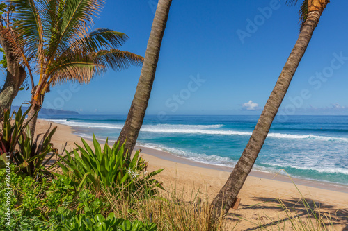 Palm trees on the beach in Hawaii