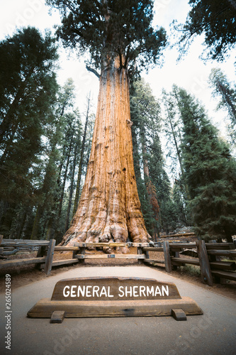 Obraz na płótnie General Sherman Tree, the world's largest tree by volume, Sequoia National Park, California, USA w salonie