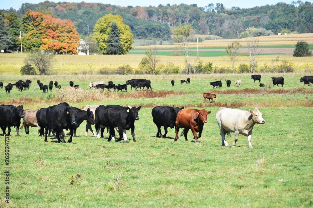 Cows Coming Home Cows Coming Home