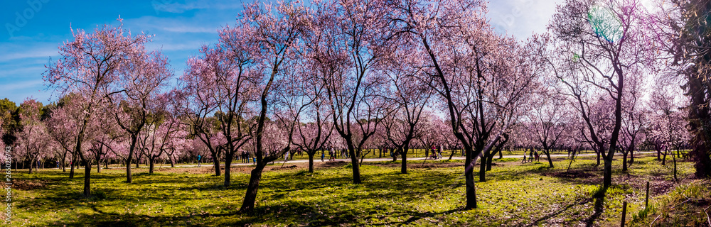 Obraz premium Alleys of blooming almond trees with pink flowers in Madrid, Spain. Pink almond trees in bloom at Quinta de los Molinos city park downtown Madrid at Alcala street in early spring.