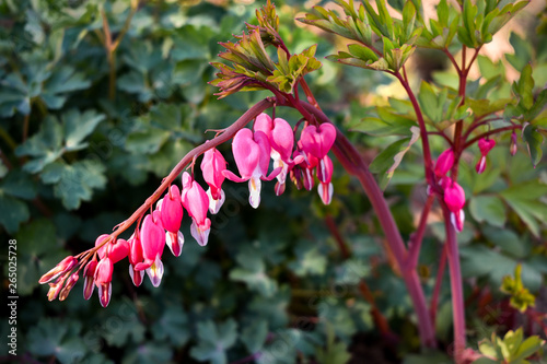 Beautiful pink bleeding heart flowers - Dicentra spectabils photo