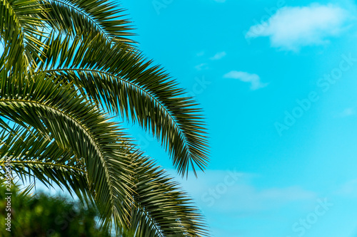 Coconut palm tree with blue sky and clouds.