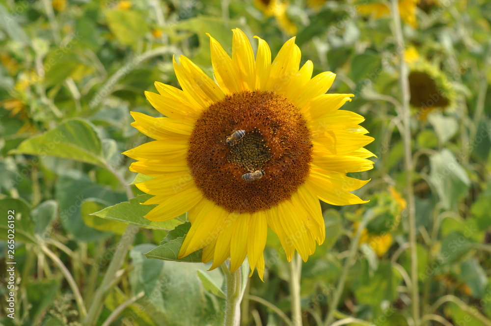Bees pollin potspolnuha crops in the early summer in the Kuban