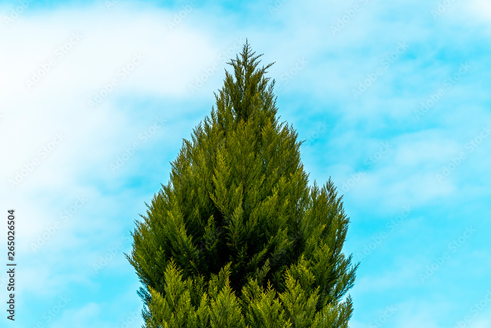 Beautiful pine tree on fresh blue sky Beautiful pine tree on fresh blue sky