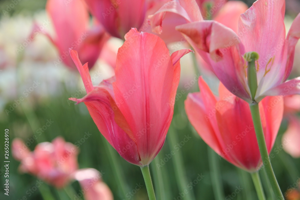 Turkey istanbul pink red yellow and white tulips garden Turkey istanbul pink red yellow and white tulips garden