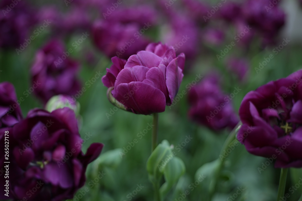 beautiful fresh tulip of lilac color against the background of greens and different flowers beautiful fresh tulip of lilac color against the background of greens and different flowers