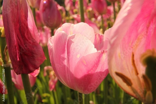 Turkey istanbul pink red yellow and white tulips garden