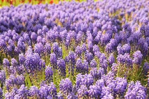 dandelion flower garden in istanbul