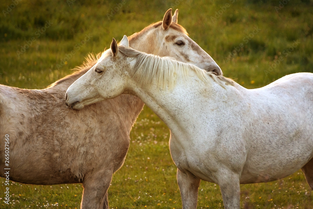White horses close to each other on the meadow