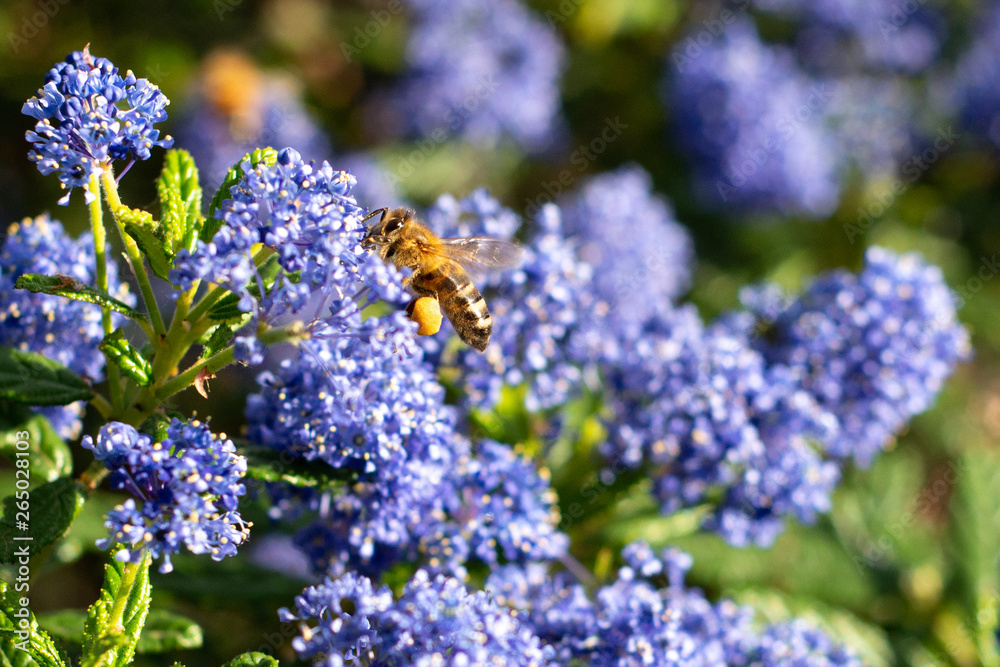 Obraz premium Honeybee collecting pollen on blue wildflowers