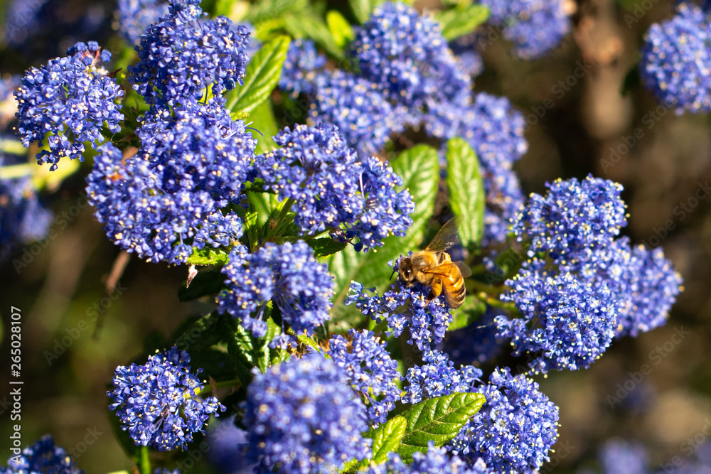 Obraz premium Honeybee collecting pollen on blue wildflowers
