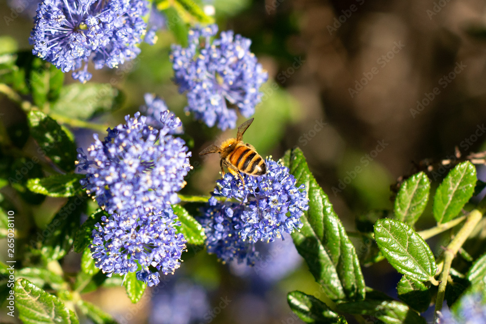 Obraz premium Honeybee collecting pollen on blue wildflowers