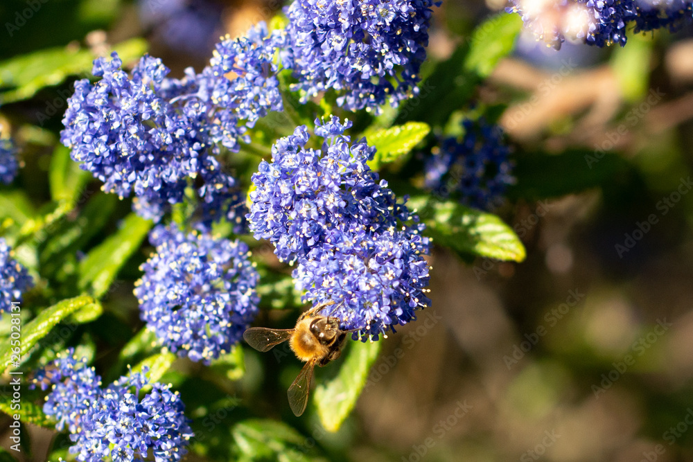 Honeybee collecting pollen on blue wildflowers Honeybee collecting pollen on blue wildflowers